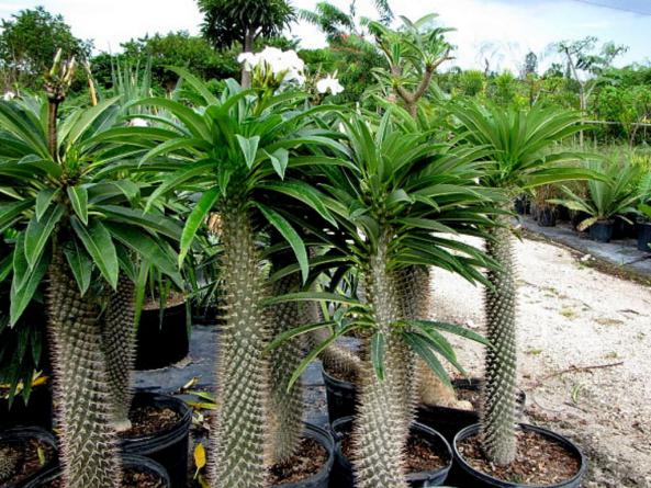توزیع کننده انواع گیاه نخل ماداگاسکار